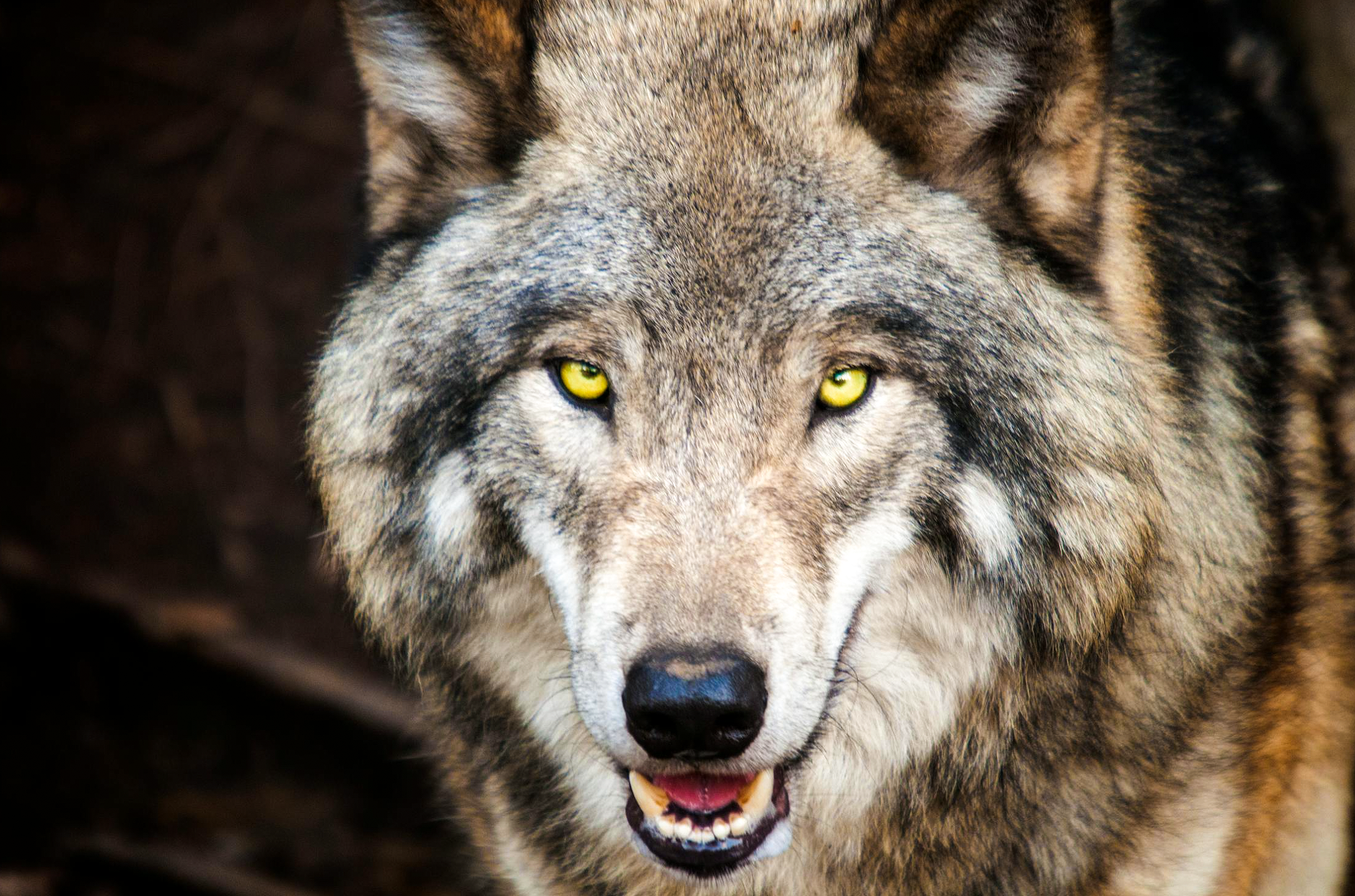 Narcisistas: Lobos em Pele de Cordeiro