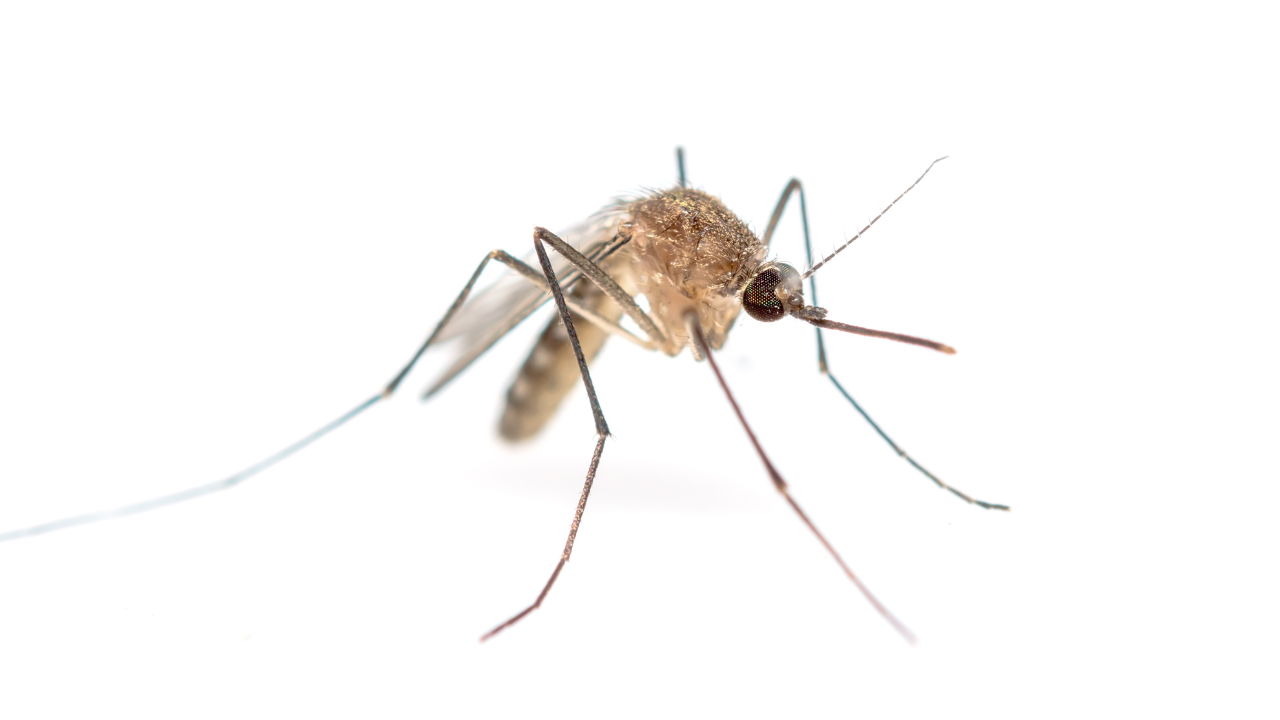 Mosquitos em Framingham testam positivo para o Vírus do Nilo Ocidental