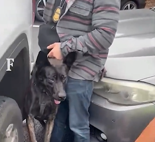 Senadora denuncia que imigrante foi violentamente atacado por cão do ICE