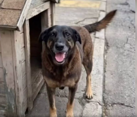 Polícia confirma que adolescentes suspeitos de matar cão em Santa Catarina estão nos Estados Unidos